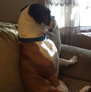 Meet your Posher, Robin